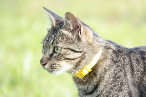 istock A cat on the hunt in the grass. A cat just before the attack 1166860847