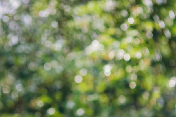 istock Blurred natural green background with bokeh. 1166860948