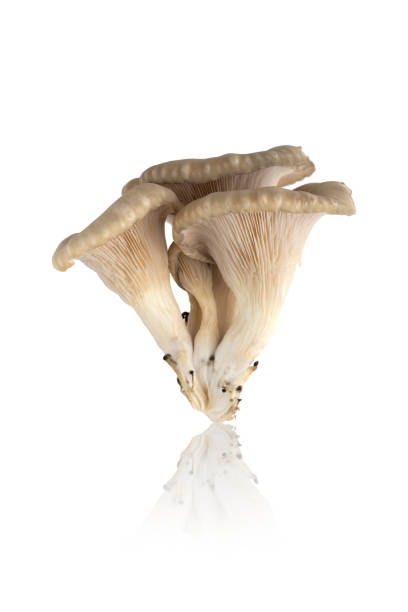 funghi ostrica su sfondo bianco. funghi ostrica freschi da vicino su uno sfondo bianco. - funghi ostrica foto e immagini stock