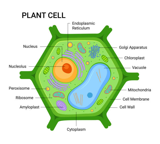 ilustracja struktury anatomii komórek roślinnych. infografika wektorowa z jądrem, mitochondria, sikula endoplazmatyczna, aparat golgi, cytoplazma, membrana ścienna itp. - komórka roślinna stock illustrations