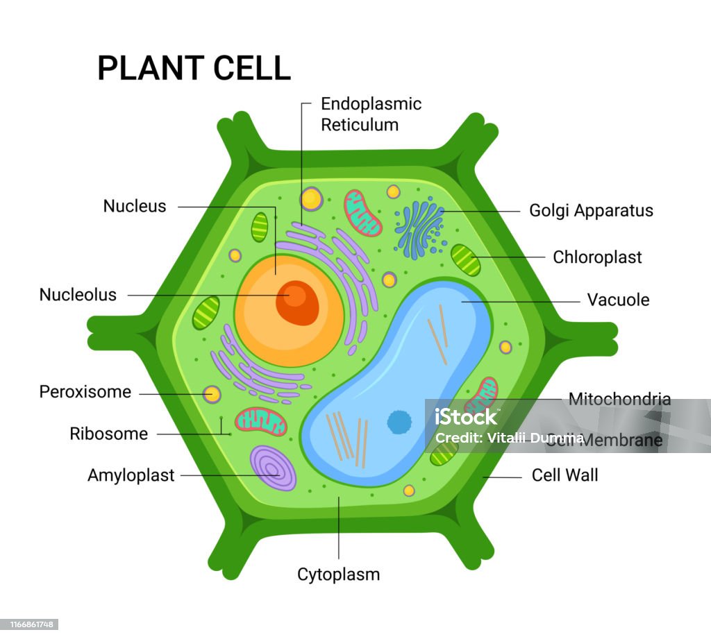 Illustration of the Plant cell anatomy structure. Vector infographic with nucleus, mitochondria, endoplasmic reticulum, golgi apparatus, cytoplasm,  wall membrane etc Plant Cell stock vector
