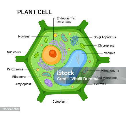 3,840 Plant Cell Structure Illustrations & Clip Art - iStock | Plant cells, Plant  cell organelle, Cells