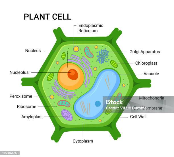 Illustration Of The Plant Cell Anatomy Structure Vector Infographic With Nucleus Mitochondria Endoplasmic Reticulum Golgi Apparatus Cytoplasm Wall Membrane Etc Stock Illustration - Download Image Now