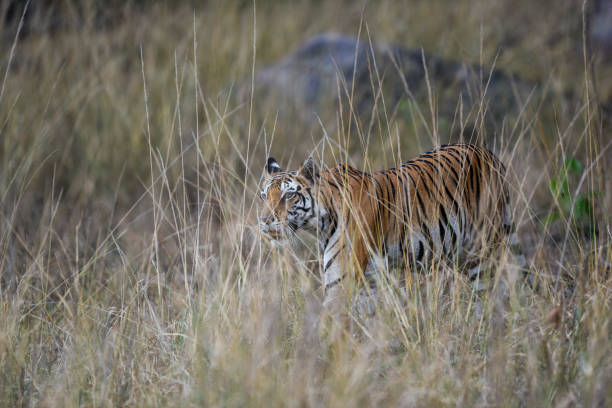 istock During patrolling her territory, this Pregnant female tiger (panthera tigris) was stalking a prey in hide of long grass and  camouflage her body at kanha national park, madhya pradesh, india 1166861785