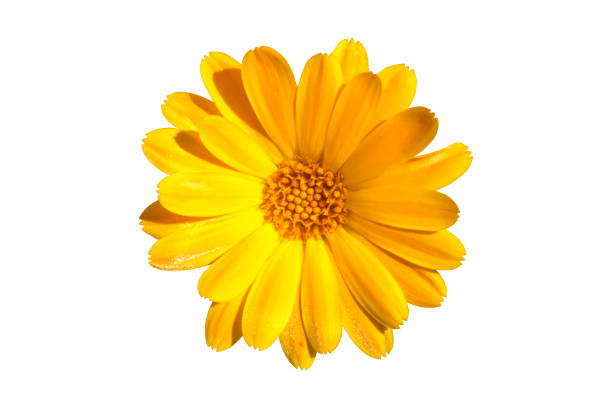 istock One Calendula officinalis orange flower isolated on white. 1166861906