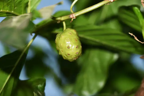 Noni tree is not so big, crooked trunk, with stiff and rough leaves, thick, glossy, thick fruit shape, as it is divided into polygonal bulkhead, with many spots that are spotted and warty."n