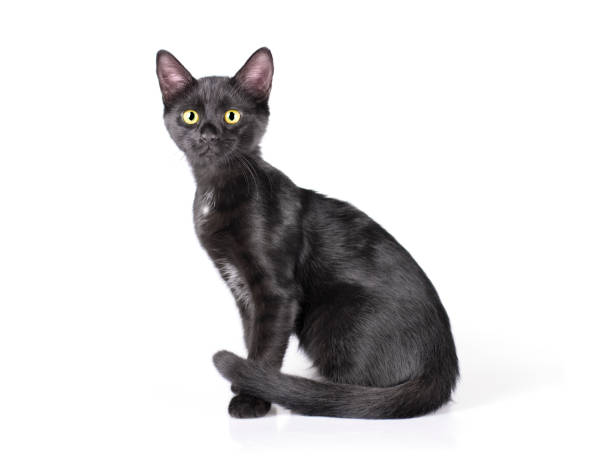 istock Black Kitten sitting on white background and looking at the camera 1166862787