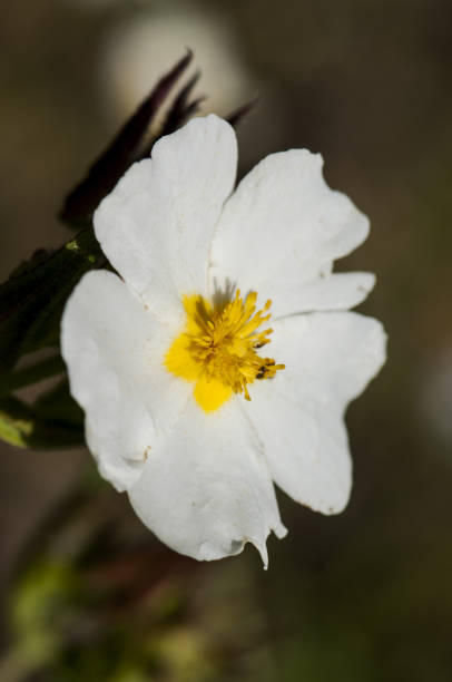 Cistus psilosepalus jara with white flowers brown background natural daylight