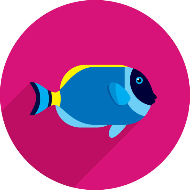 Powder Blue Tang Icon Flat Vector illustration of a powder blue tang fish against a pink background in flat style. acanthurus achilles stock illustrations