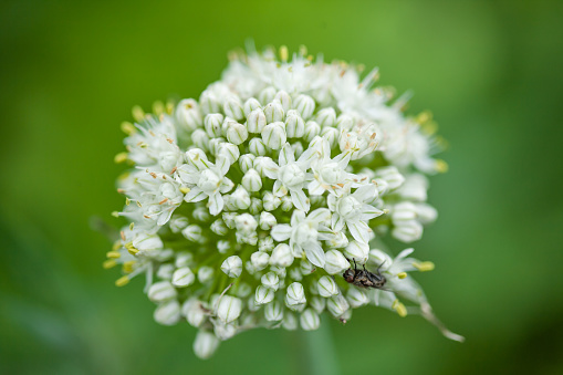 Close-up of a fly on a onion flower.