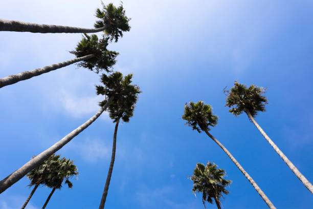istock Low angle view of a group of Palm Trees 1166868900