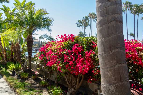 istock Coastal walkway with tropical plants 1166868981