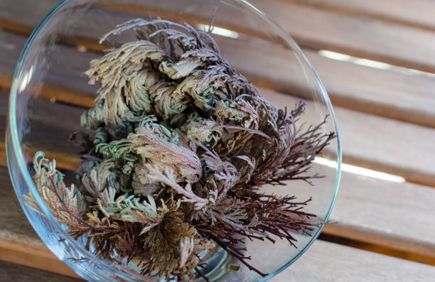 Rose of Jericho (Anastatica hierochuntica) plant in glass bowl. It starting to open. Rose of Jericho (Anastatica hierochuntica) plant in glass bowl. It starting to open. adenium photos stock pictures, royalty-free photos & images