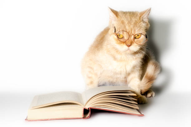 istock red cat in glasses with a book on a white background close up 1166869055