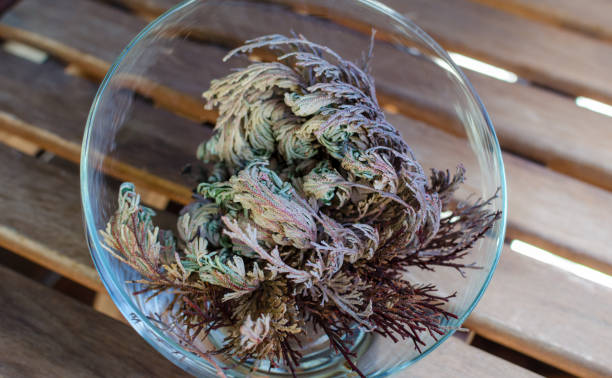 Rose of Jericho (Anastatica hierochuntica) plant in glass bowl. It starting to open. Rose of Jericho (Anastatica hierochuntica) plant in glass bowl. It starting to open. adenium obesum photos stock pictures, royalty-free photos & images
