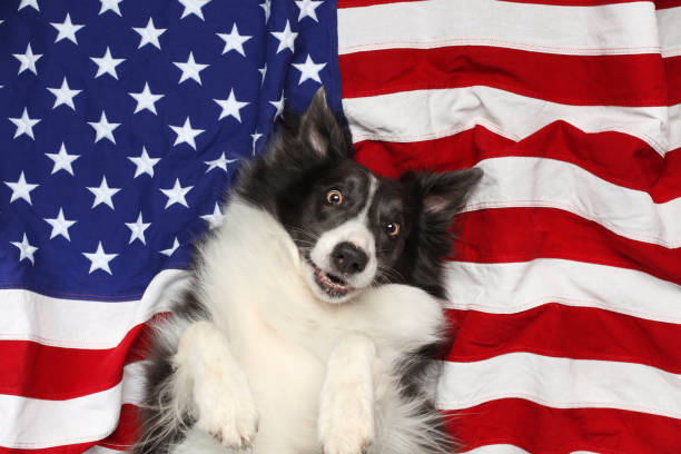 istock Happy border collie playing on American flag 1166870300