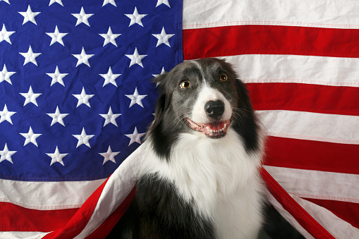 Beautiful border collie in front of a USA flag