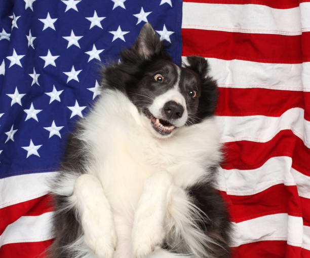 istock Happy border collie playing on American flag 1166870334