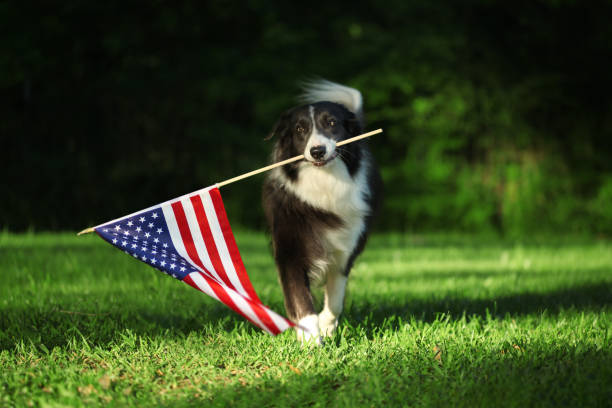 istock Happy border collie carrying USA flag 1166870337