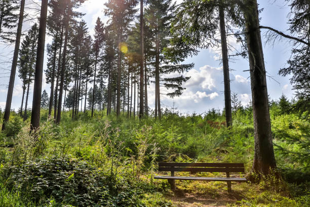 wooden bench in the forest