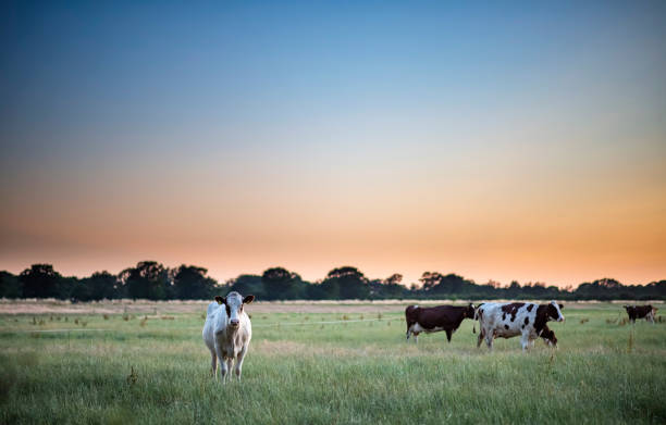 istock Dairy cattle in summer meadow at sunset. 1166871678