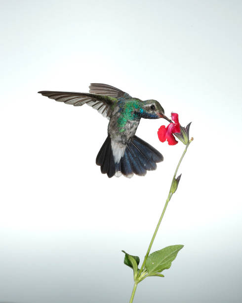 istock Hummingbird Photography 1166872393