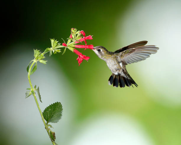 istock Hummingbird Photography 1166872410