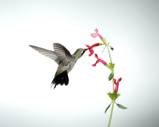 istock Hummingbird Photography 1166872413