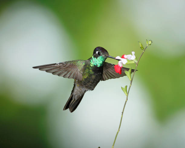 istock Hummingbird Photography 1166873006