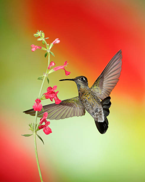istock Hummingbird Photography 1166873014