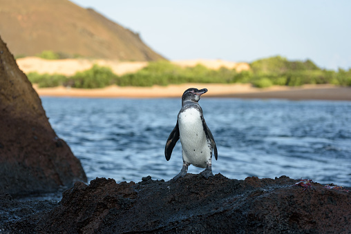 The famous Boulders Penguin Colony in Simons Town is home to an adorable and endangered land-based colony of African Penguins. This colony is one of only a few in the world, and the site has become famous and a popular international tourist destination.