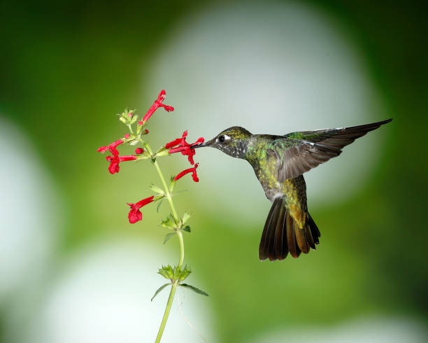 istock Hummingbird Photography 1166873066