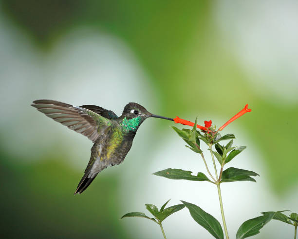 istock Hummingbird Photography 1166873619