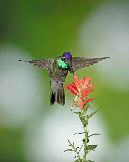 istock Hummingbird Photography 1166873740