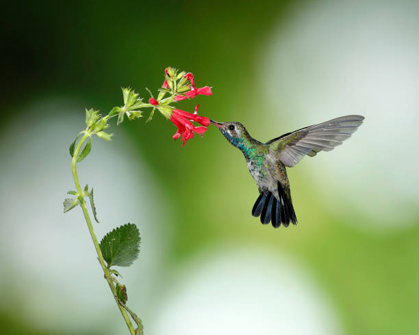 istock Hummingbird Photography 1166873754