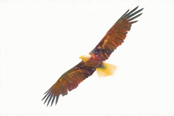 istock American eagle flying with wide open wings 1166874915