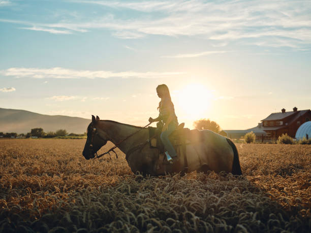 cowgirl novo que monta seu cavalo no wheatgrass alto - horseback riding cowboy riding recreational pursuit - fotografias e filmes do acervo