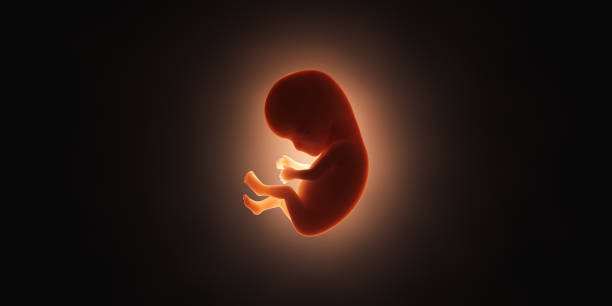 Human Embryo Human embryo. Concept. 3D Render fetus stock pictures, royalty-free photos & images