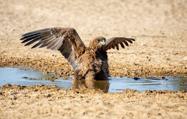 Immature Eagle Bateleur An immature Bataleur Eagle at a watering hole in Kalahari savanna bateleur eagle terathopius ecaudatus portrait stock pictures, royalty-free photos & images