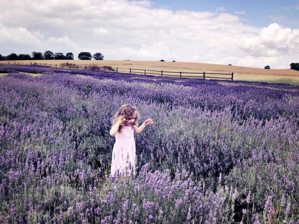 istock Little girl walking through a beautiful lavender field 1166877319
