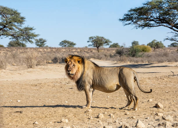 istock Male kalahari Lion 1166877340