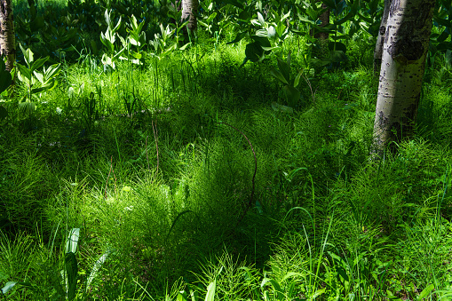 Lush green undergrowth in a forest in the Rocky Mountains near Pagosa Springs, Colorado