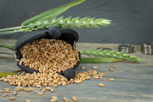istock Wheat seeds spilling from purse and fresh ear 1166878339