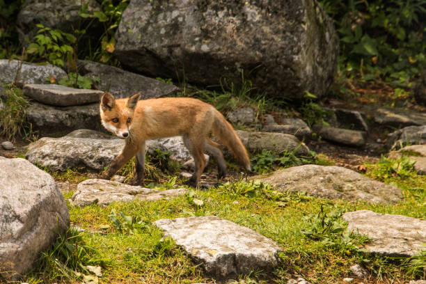 istock young fox. wild animal photo 1166879419