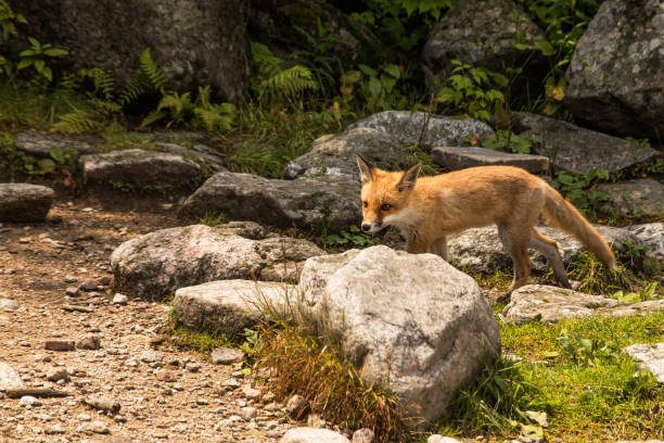 istock young fox. wild animal photo 1166879440