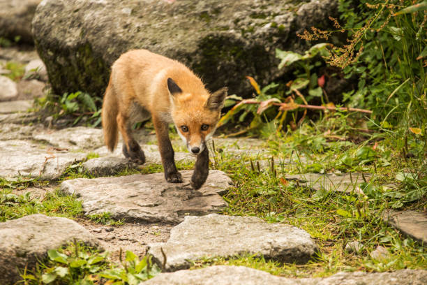 istock young fox. wild animal photo 1166879511