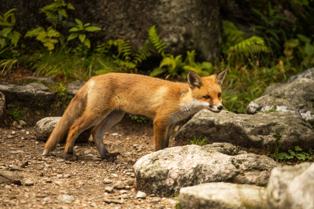 istock young fox. wild animal photo 1166879693