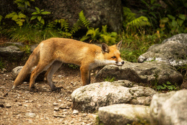 istock young fox. wild animal photo 1166880312