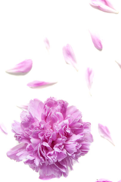 Pink peony flowers blossomed on a white background. Flowers in the envelope happy birthday greeting card, happy mother's day, name day. Spring mood, floral motifs. Floristics on a light canvas. flores de peonía rosa florecidas sobre un fondo blanco. flores en el sobre feliz tarjeta de felicitación de cumpleaños, feliz día de la madre, día del nombre. estado de ánimo primavera, motivos florales. florística sobre un lienzo ligero.