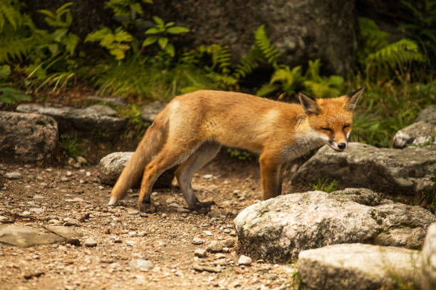 istock young fox. wild animal photo 1166880366
